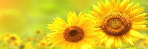 sunflower-small.JPG